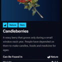 Candleberries