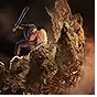 Shield Wall Warbringer